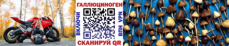Псилоцибиновые грибы GOLDEN TEACHER  наркотики  Джанкой 